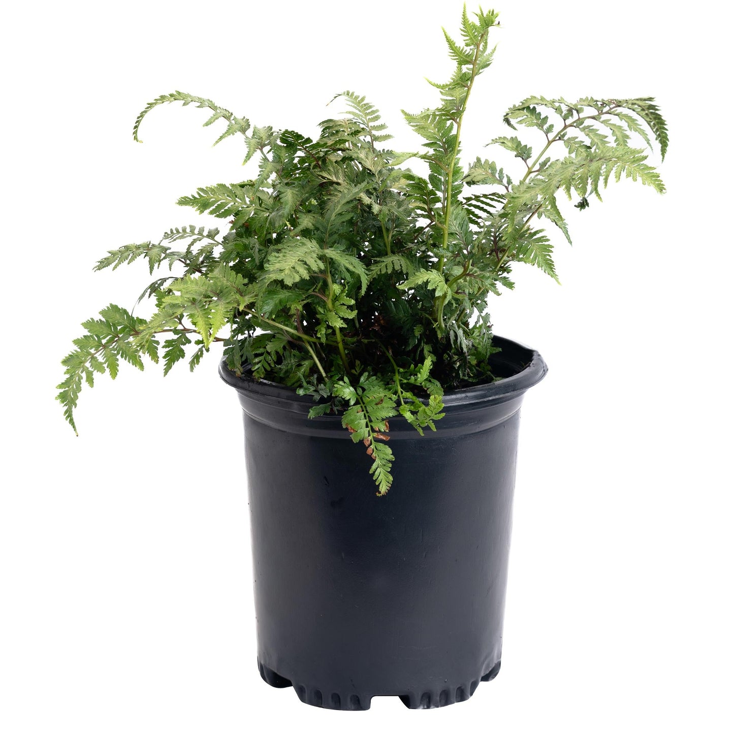 Japanese Painted Fern