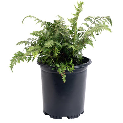 Japanese Painted Fern