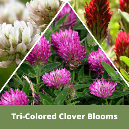 Tri-Color Clover Seed Blend