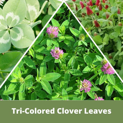 Tri-Color Clover Seed Blend